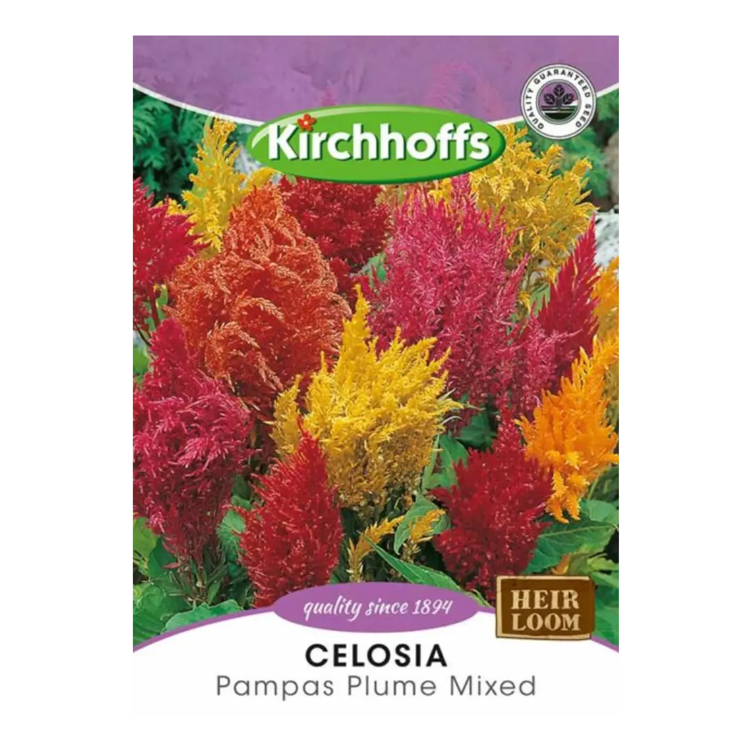 Celosia (Pampas Plume Mixed) - Kirchhoff Seeds, Flowers Kirchhoffs