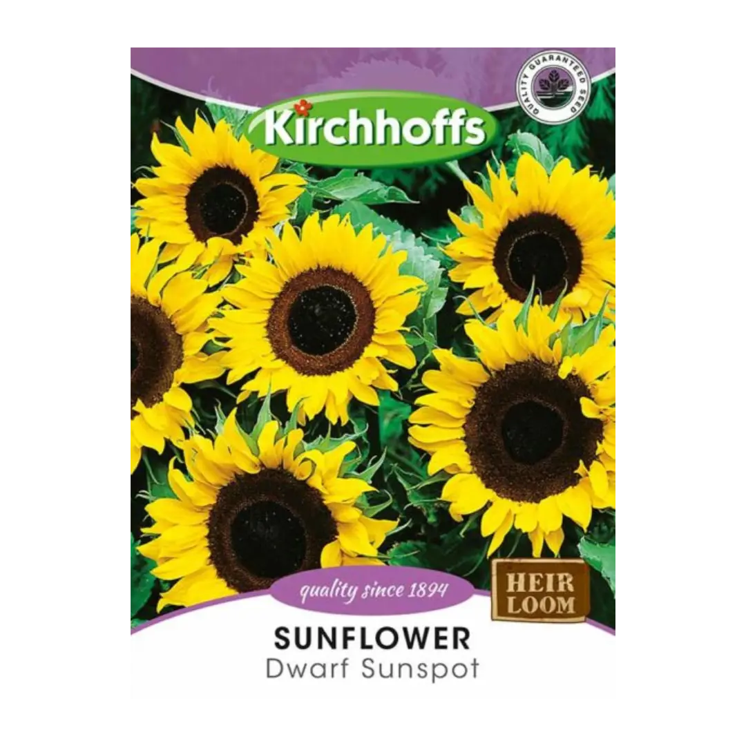 Sunflower (Dwarf Sunspot) - Kirchhoff Seeds, Flowers Kirchhoffs