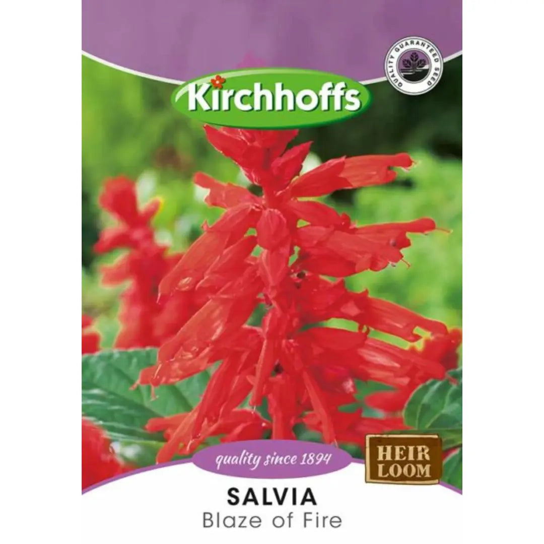 Silvia (Blaze of Fire) - Kirchhoff Seeds, Flowers Kirchhoffs