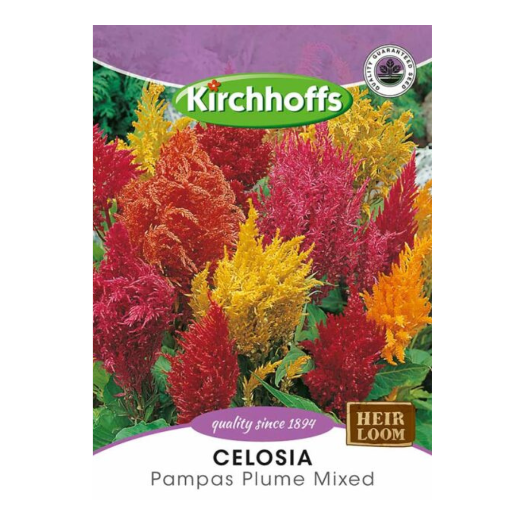 Celosia (Pampas Plume Mixed) - Kirchhoff Seeds, Flowers