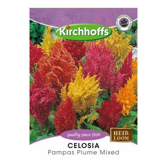 Celosia (Pampas Plume Mixed) - Kirchhoff Seeds, Flowers