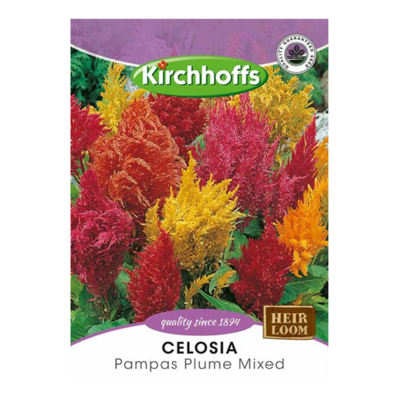 Celosia (Pampas Plume Mixed) - Kirchhoff Seeds, Flowers