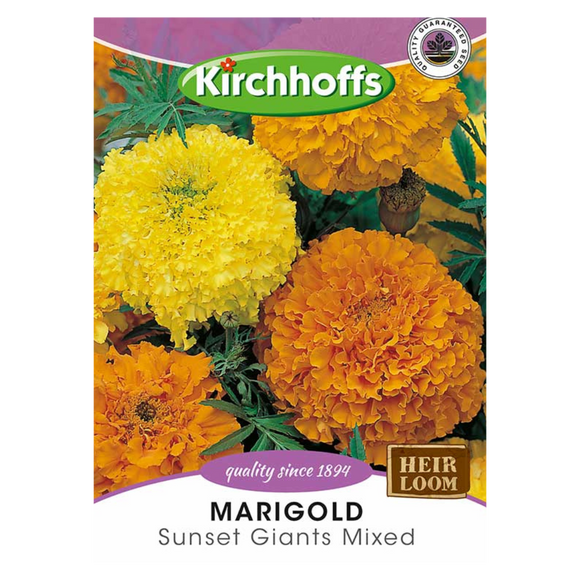 Marigold (Sunset Giants Mixed) - Kirchhoff Seeds, Flowers