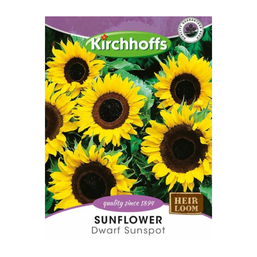 Sunflower (Dwarf Sunspot) - Kirchhoff Seeds, Flowers