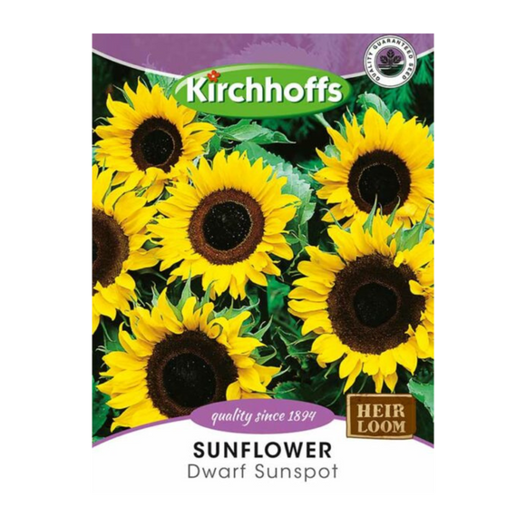Sunflower (Dwarf Sunspot) - Kirchhoff Seeds, Flowers