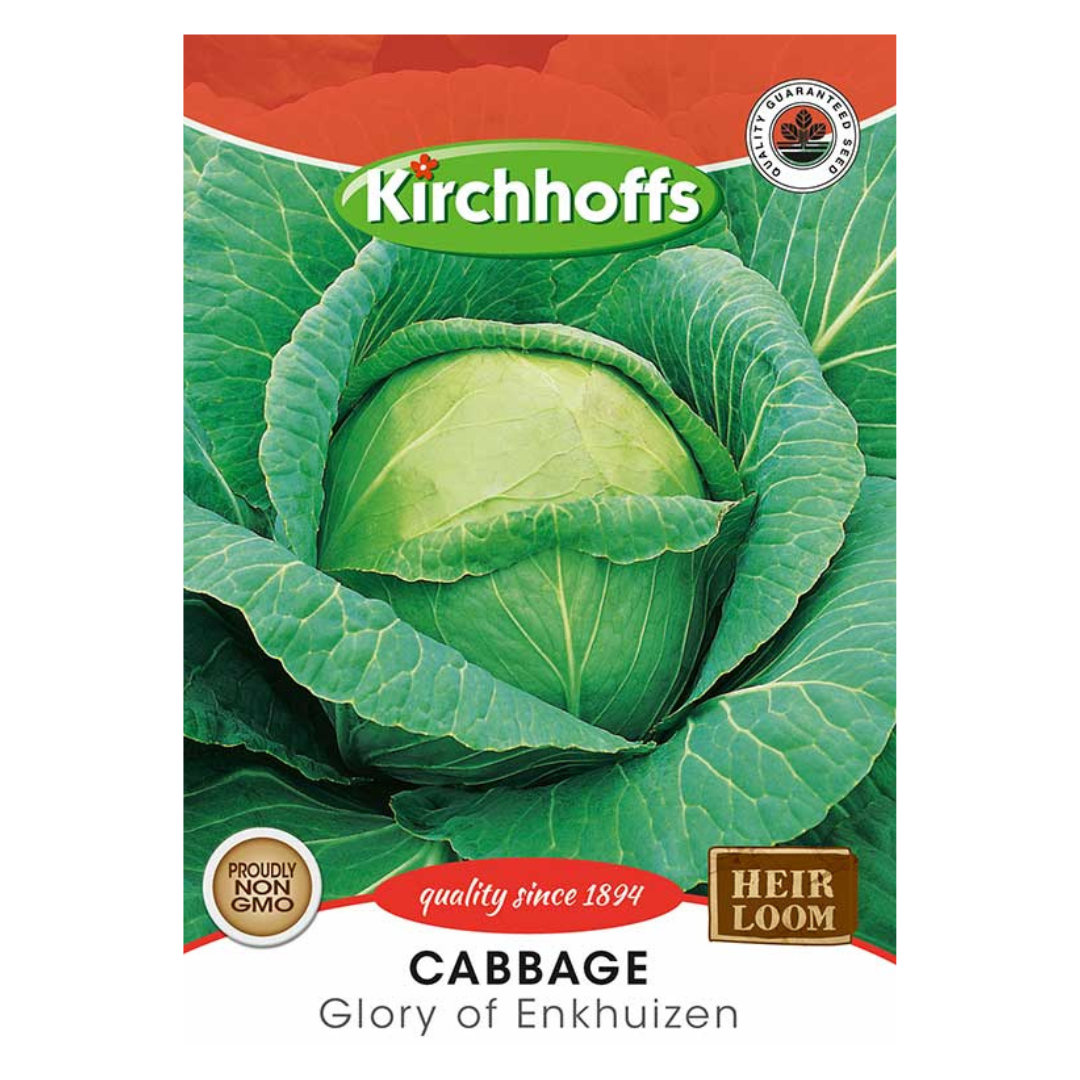 Cabbage (Glory of Enkhuizen) - Kirchhoff Seeds, Vegetables