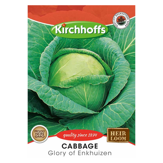 Cabbage (Glory of Enkhuizen) - Kirchhoff Seeds, Vegetables