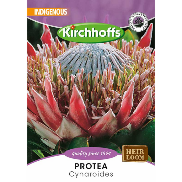 Protea (Cynariodes) Kirchhoff Seeds - Flowers, Assorted