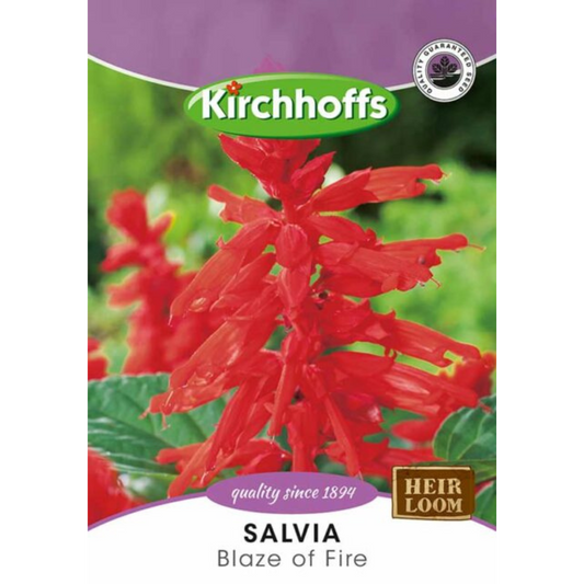 Silvia (Blaze of Fire) - Kirchhoff Seeds, Flowers