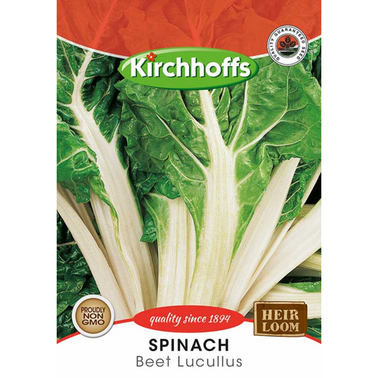 Lettuce (Beet Lucullus) - Kirchhoff Seeds, Vegetables